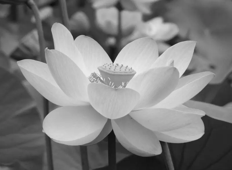 Avatar đám tang, biểu tượng của sự mất mát không thể bù đắp Avatar đám tang, biểu tượng của sự mất mát không thể bù đắp