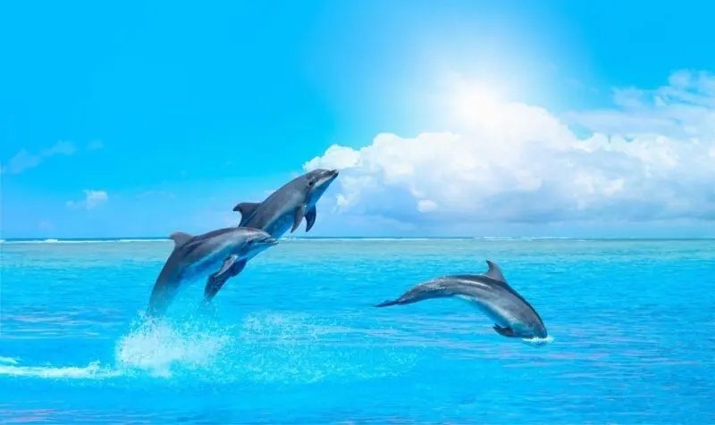 Mỗi ngày mới thêm thú vị với hình nền Win10 động vật Mỗi ngày mới thêm thú vị với hình nền Win10 động vật