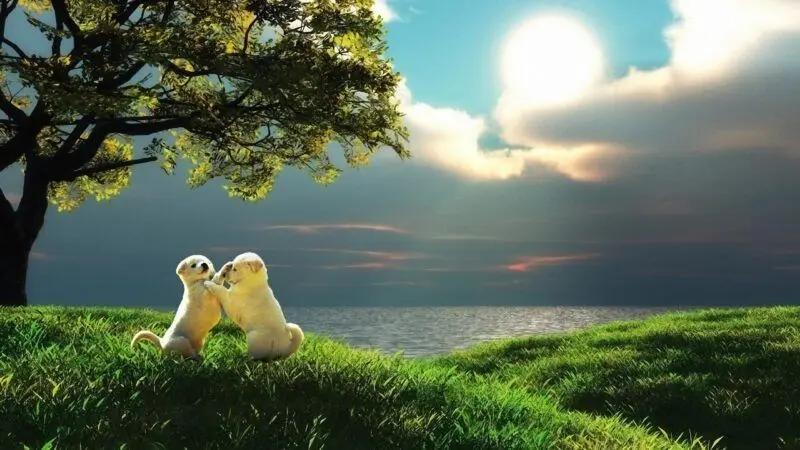 Màn hình Win10 trở nên sống động với hình nền động vật hoang dã Màn hình Win10 trở nên sống động với hình nền động vật hoang dã