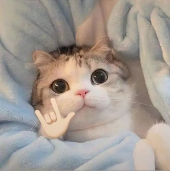 Avatar bựa mèo cute, lựa chọn hoàn hảo để làm sáng bừng hình đại diện