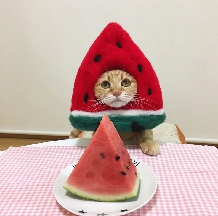 Ảnh avatar bựa mèo cute, biểu tượng của sự đáng yêu và hài hước