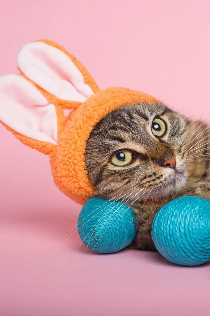 Avatar bựa mèo cute, tạo dấu ấn độc đáo và dễ thương