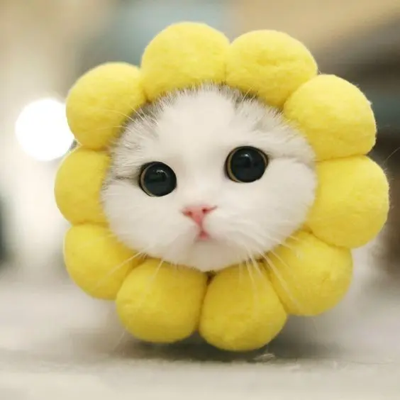 Hình ảnh avatar bựa mèo cute, điểm nhấn thú vị cho không gian mạng