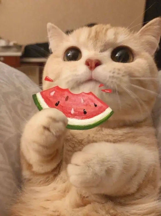 Avatar bựa mèo cute, mang đến tiếng cười nhẹ nhàng cho người xem