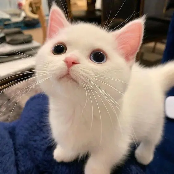 Ảnh avatar bựa mèo cute, lựa chọn lý tưởng để thể hiện phong cách hài hước