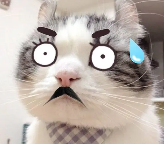 Avatar bựa mèo cute, làm nổi bật cá tính thú vị của bạn