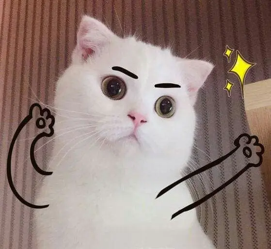 Ảnh avatar bựa mèo cute, giúp bạn lan tỏa sự tích cực mỗi ngày