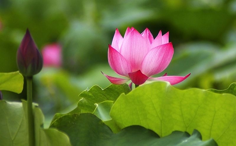 Avatar hoa sen, biểu tượng của sự thuần khiết và bình an