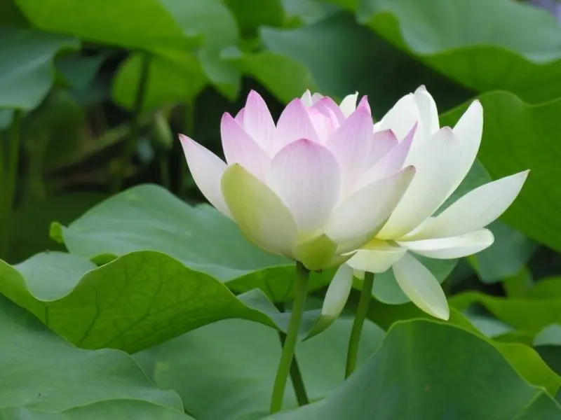 Avatar hoa sen, lựa chọn hoàn hảo để thể hiện sự duyên dáng