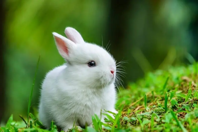 Avatar thỏ cute đang chơi đùa, mang lại cảm giác vui vẻ. Avatar thỏ cute đang chơi đùa, mang lại cảm giác vui vẻ.