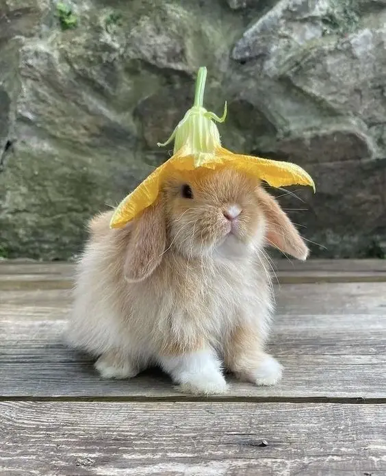 Avatar thỏ cute, lựa chọn hoàn hảo để thể hiện sự dễ thương. Avatar thỏ cute, lựa chọn hoàn hảo để thể hiện sự dễ thương.
