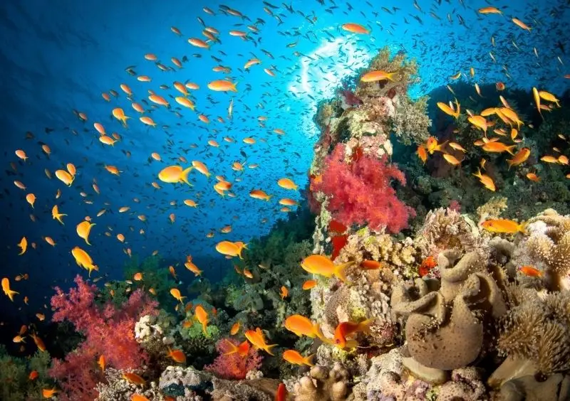 Rặng san hô xanh, vàng, đỏ tạo nên phong cảnh dưới biển tuyệt đẹp Rặng san hô xanh, vàng, đỏ tạo nên phong cảnh dưới biển tuyệt đẹp