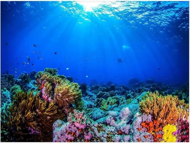 Phong cảnh dưới biển, thiên đường của san hô và sinh vật biển Phong cảnh dưới biển, thiên đường của san hô và sinh vật biển