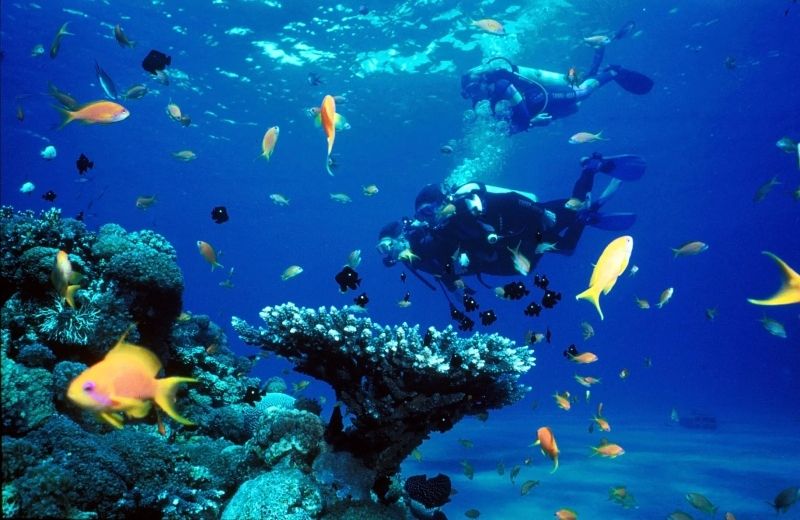 Rặng san hô dưới biển, cảnh sắc huyền ảo và đầy sức sống Rặng san hô dưới biển, cảnh sắc huyền ảo và đầy sức sống