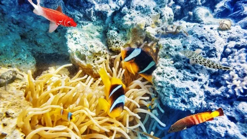 Thế giới dưới biển xanh thẳm với phong cảnh tuyệt vời Thế giới dưới biển xanh thẳm với phong cảnh tuyệt vời