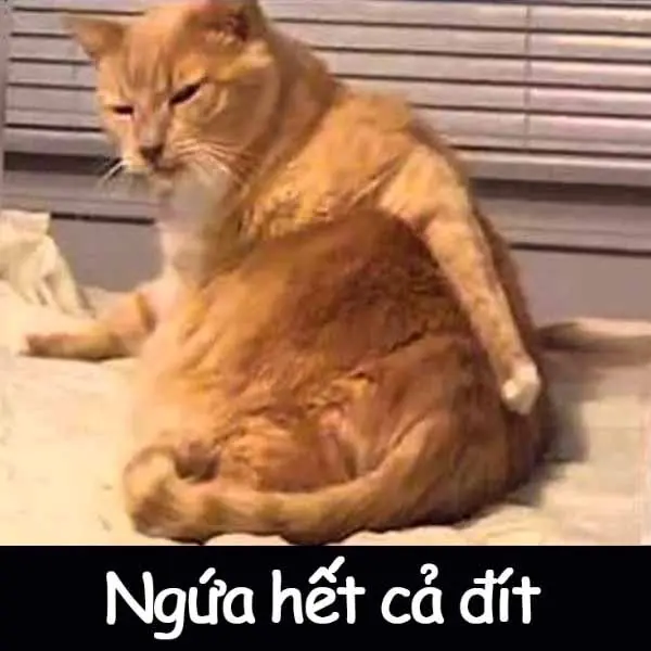 Meme chế cực hài dành cho mọi người