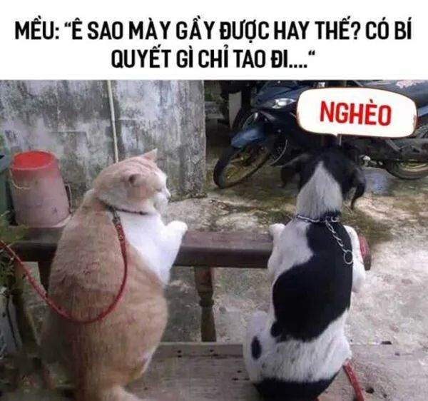 Meme chế độc đáo cho mọi lứa tuổi