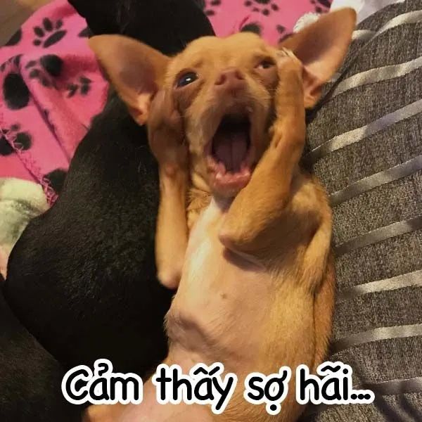 Meme chế đặc biệt cho bạn thư giãn