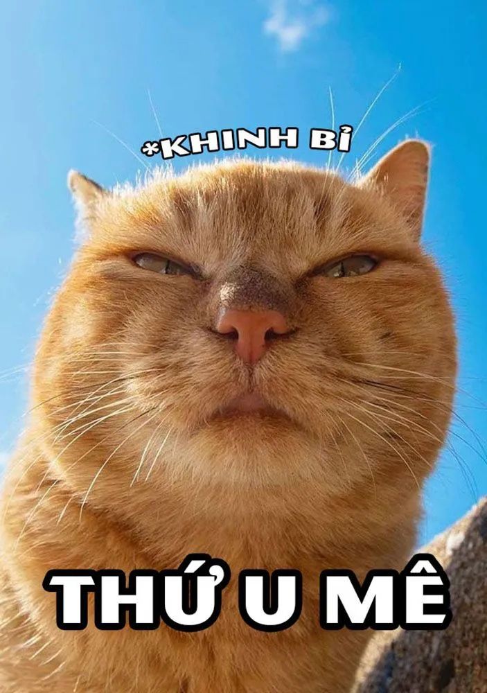 Meme chế đặc biệt cho mọi tình huống