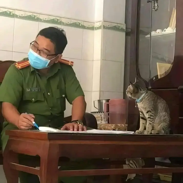 Meme mèo canh chú công an hài hước