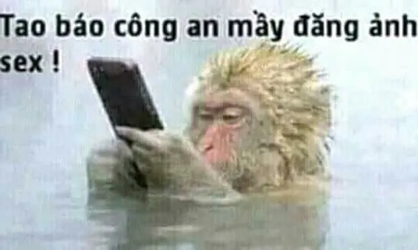 Meme khỉ báo công an hài hước và thú vị