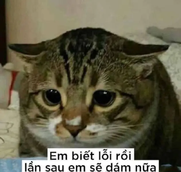 Meme dỗi thể hiện cảm xúc giận dỗi dễ thương