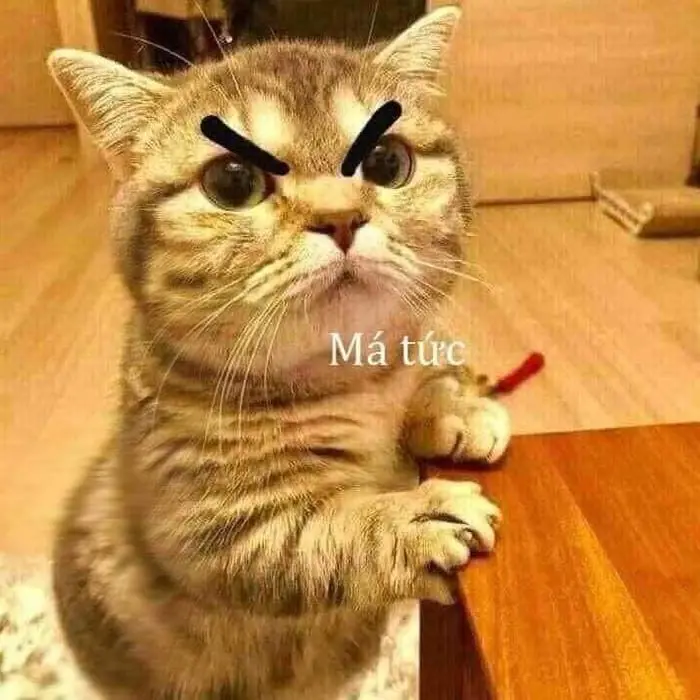 Meme dỗi khiến bạn cười thả ga với những biểu cảm ngộ nghĩnh