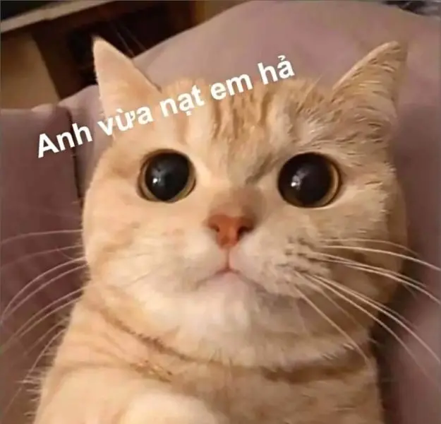 Meme dỗi giúp bạn thư giãn qua những tình huống ngớ ngẩn