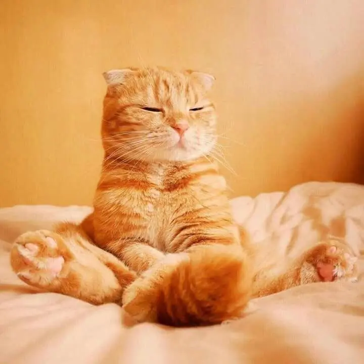 Meme dỗi làm cho những cảm xúc tiêu cực trở nên dễ chịu hơn