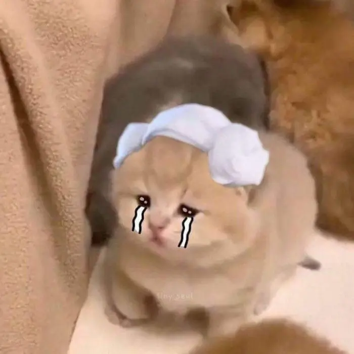 Meme dỗi phản ánh sự bất mãn qua những biểu cảm hài hước