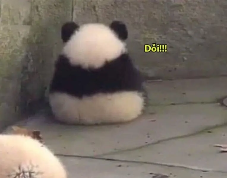Meme dỗi mang đến tiếng cười không ngừng nhờ vào sự dễ thương