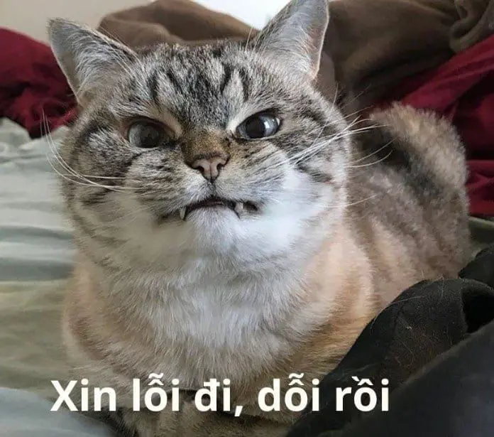Meme dỗi siêu ngộ nghĩnh thể hiện cảm xúc một cách dễ thương