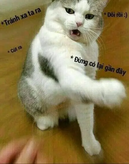 Meme dỗi siêu ngộ nghĩnh giúp bạn cảm thấy dễ chịu hơn khi tức giận
