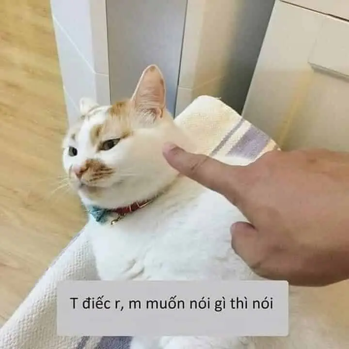 Meme dỗi siêu ngộ nghĩnh tạo nên những khoảnh khắc hài hước