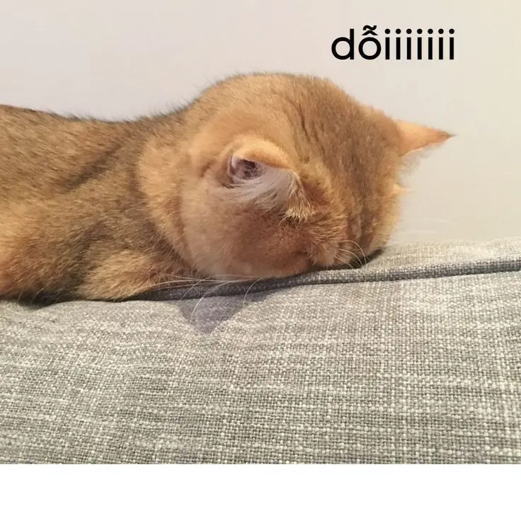 Meme dỗi siêu ngộ nghĩnh là cách thể hiện sự bất mãn đầy vui nhộn