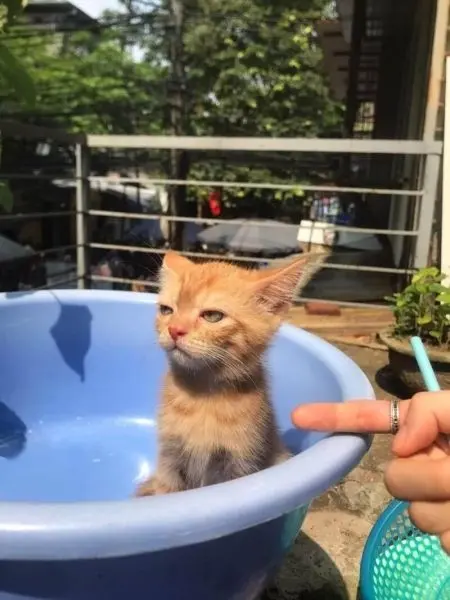 Meme dỗi là cách thể hiện sự ngớ ngẩn nhưng vẫn dễ thương