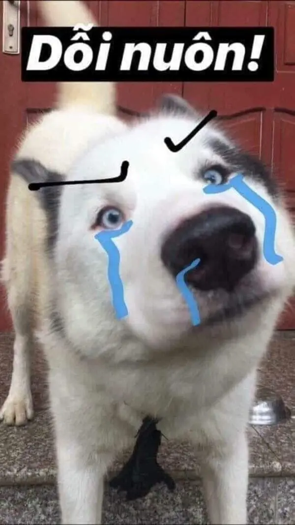 Meme dỗi siêu ngộ nghĩnh mang lại sự giải trí ngay cả khi không vui