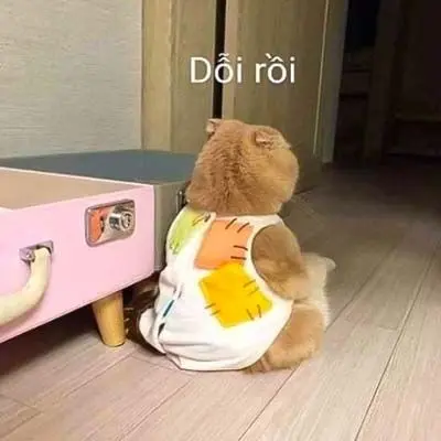 Meme dỗi siêu ngộ nghĩnh giúp bạn xả stress với những biểu cảm đáng yêu