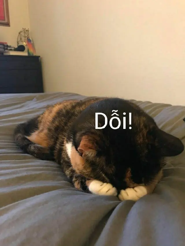 Meme dỗi siêu ngộ nghĩnh là một cách thú vị để thể hiện cảm xúc bất mãn