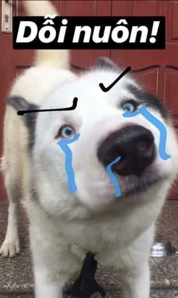 Meme dỗi siêu ngộ nghĩnh mang lại niềm vui trong những lúc không hài lòng