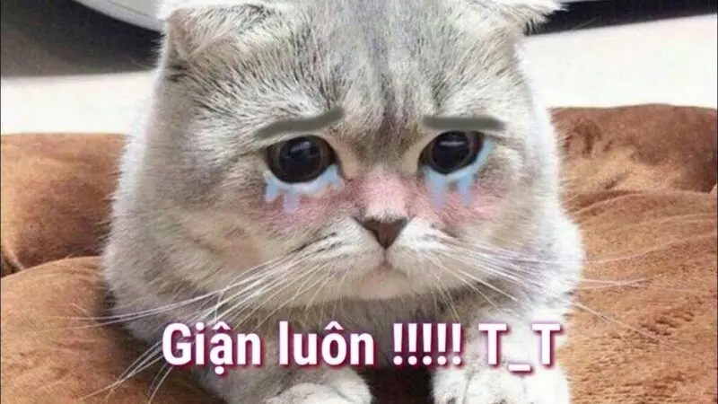Meme dỗi siêu ngộ nghĩnh mang đến niềm vui trong những tình huống giận dỗi