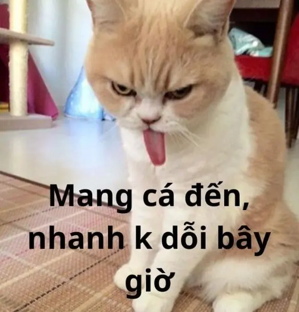 Meme dỗi là biểu cảm hoàn hảo để phản ánh tâm trạng không vui