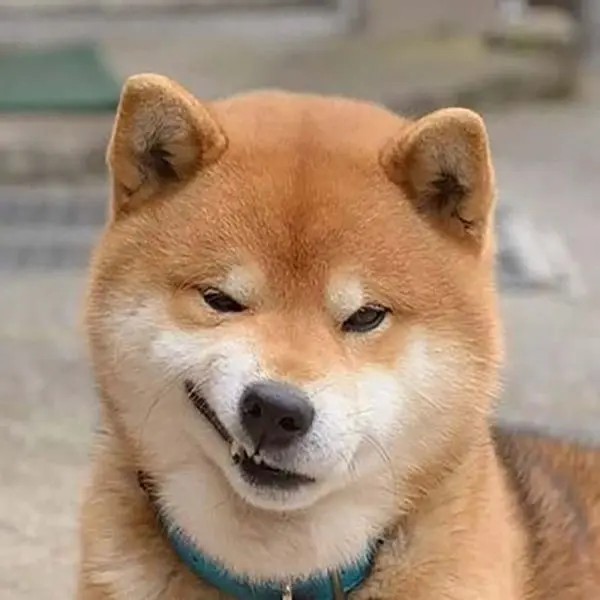 Meme chó khinh bỉ hài hước và độc đáo