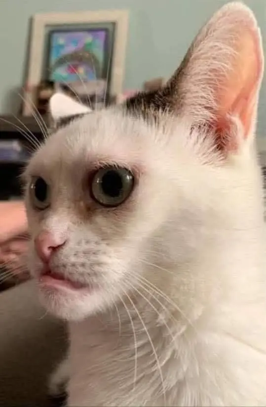 Meme mèo khinh bỉ với biểu cảm hài hước