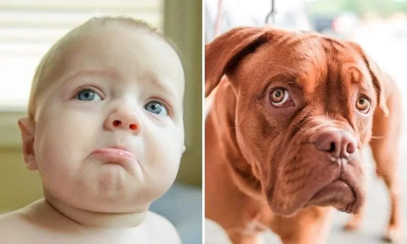 Meme khinh bỉ hài hước và dí dỏm