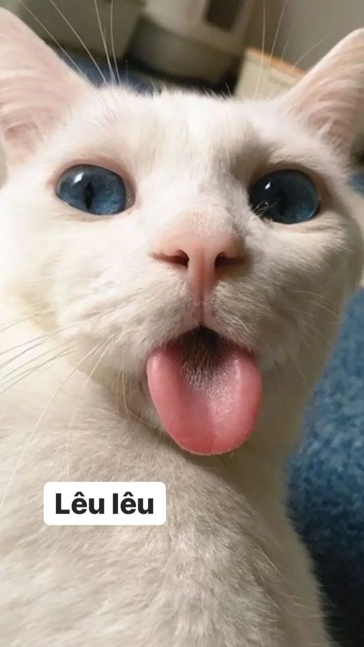 Meme mèo khinh bỉ lêu lêu hài hước