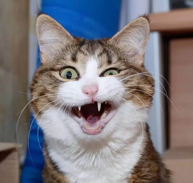Meme mèo nhếch mép khinh bỉ hài hước