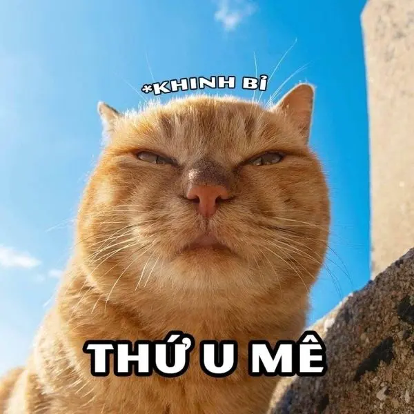 Meme mèo khinh bỉ độc đáo và thú vị