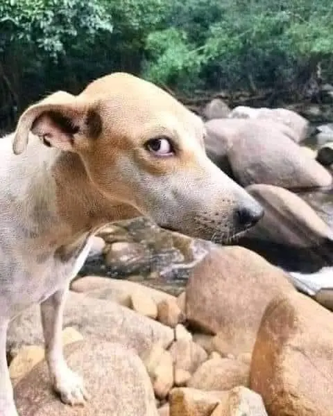 Meme khinh bỉ khiến người xem thích thú