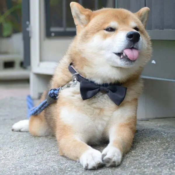Meme chó thè lưỡi khinh bỉ hài hước